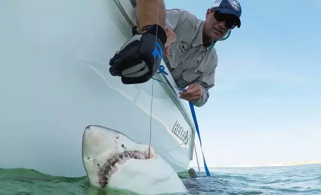 Greg Metzger, lead field biologist for SOFO's shark research and education program, catches a sand tiger shark off the coast of Hampton Bays, N.Y., Thursday, Aug. 20, 2026. (AP Photo/Seth Wenig)