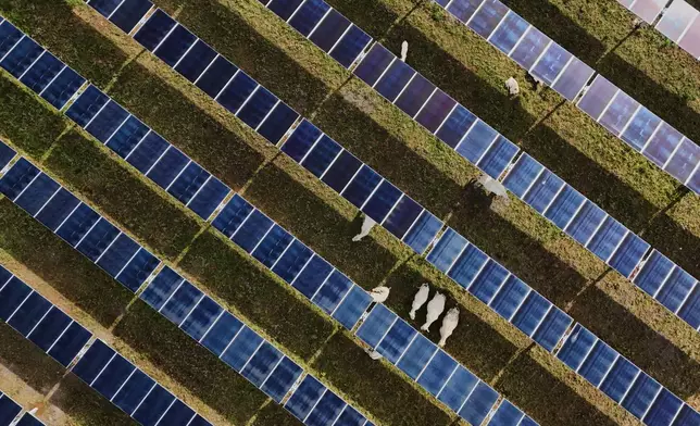 FILE - Cattle graze under solar panels April 28, 2026, at a farm in Christiana, Tenn. (AP Photo/Joshua A. Bickel, File)