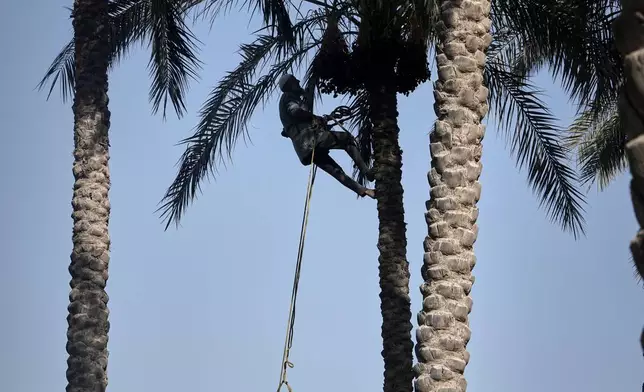 Hajj Ibrahim Rizk harvests his tree's dates in Kafr Sendwah village, in Qalyubia on the outskirts of Cairo, Egypt, Tuesday, Sept. 15, 2026. (AP Photo/Amr Nabil)