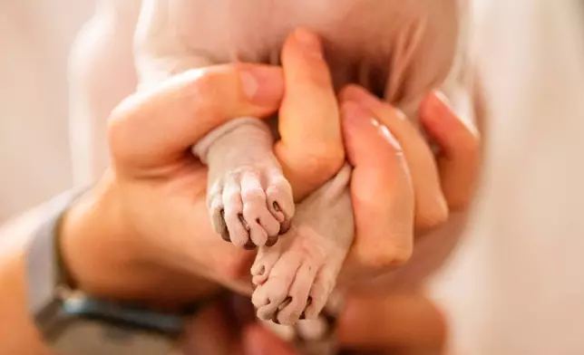 A woman holds a Sphynx cat during a judging session of an international feline beauty competition, dubbed the Feline Oscars, featuring more than 200 cats, in Bucharest, Romania, Saturday, Sept. 26, 2026. (AP Photo/Andreea Alexandru)