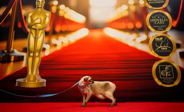 A Siamese cat walks in front of an Oscars themed photo backdrop during an international feline beauty competition, dubbed the Feline Oscars, featuring more than 200 cats in Bucharest, Romania, Saturday, Sept. 26, 2026. (AP Photo/Andreea Alexandru)