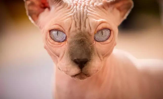 A Sphynx cat waits during a judging session of an international feline beauty competition, dubbed the Feline Oscars, featuring more than 200 cats, in Bucharest, Romania, Saturday, Sept. 26, 2026. (AP Photo/Vadim Ghirda)