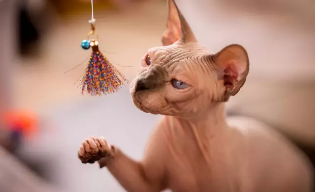 A Sphynx cat plays during a judging session of an international feline beauty competition, dubbed the Feline Oscars, featuring more than 200 cats, in Bucharest, Romania, Saturday, Sept. 26, 2026. (AP Photo/Vadim Ghirda)