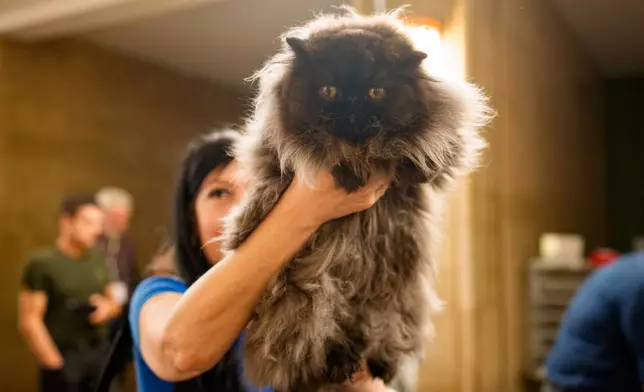 A woman holds a Persian cat during a judging session of an international feline beauty competition, dubbed the Feline Oscars, featuring more than 200 cats, in Bucharest, Romania, Saturday, Sept. 26, 2026. (AP Photo/Andreea Alexandru)