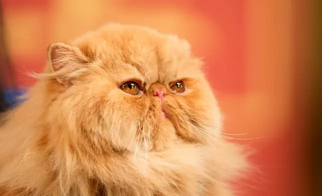 A Persian looks up during a judging session of an international feline beauty competition, dubbed the Feline Oscars, featuring more than 200 cats, in Bucharest, Romania, Saturday, Sept. 26, 2026. (AP Photo/Andreea Alexandru)
