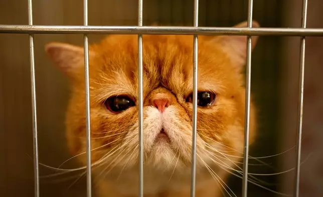 An Exotic Shorthair cat sits in a cage during a judging session of an international feline beauty competition, dubbed the Feline Oscars, featuring more than 200 cats, in Bucharest, Romania, Saturday, Sept. 26, 2026. (AP Photo/Andreea Alexandru)