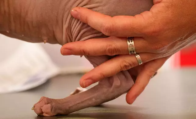A woman holds a Sphynx cat during a judging session of an international feline beauty competition, dubbed the Feline Oscars, featuring more than 200 cats, in Bucharest, Romania, Saturday, Sept. 26, 2026. (AP Photo/Andreea Alexandru)
