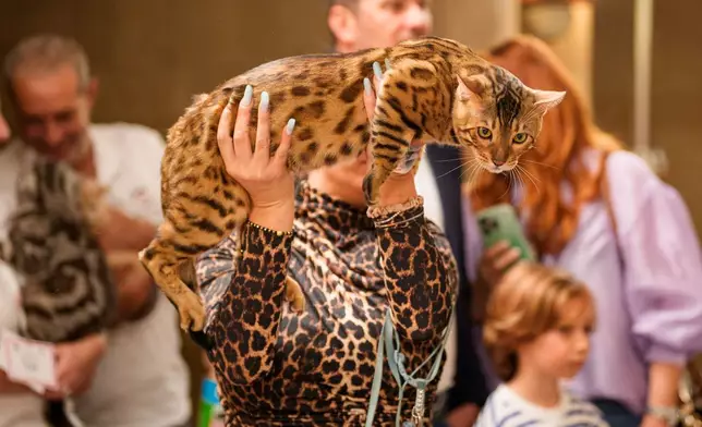 A woman holds a Bengal cat during a judging session of an international feline beauty competition, dubbed the Feline Oscars, featuring more than 200 cats, in Bucharest, Romania, Saturday, Sept. 26, 2026. (AP Photo/Andreea Alexandru)