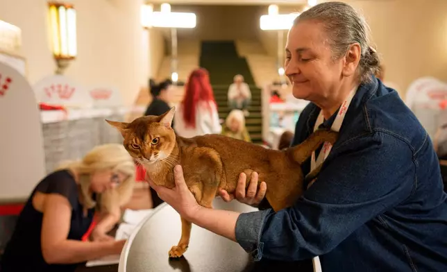 A woman holds an Abyssinian cat during a judging session of an international feline beauty competition, dubbed the Feline Oscars, featuring more than 200 cats, in Bucharest, Romania, Saturday, Sept. 26, 2026. (AP Photo/Andreea Alexandru)