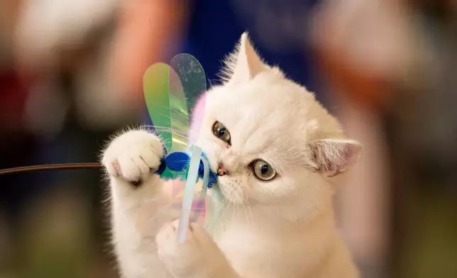 A British Shorthair cat plays during a judging session of an international feline beauty competition, dubbed the Feline Oscars, featuring more than 200 cats, in Bucharest, Romania, Saturday, Sept. 26, 2026. (AP Photo/Andreea Alexandru)