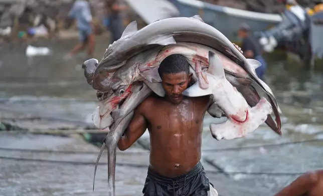 A fisherman carries his catch, including hammerhead sharks, ashore at the Sirah fish market in Aden, Yemen, Tuesday, Sept. 15, 2026. (AP Photo/Abdulnasser Alseddik)