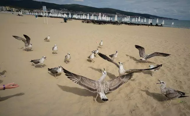 Sea gulls are fed by beachgoers at a seaside resort on Sunny Beach, Bulgaria, Tuesday, Sept. 22, 2026. (AP Photo/Sergei Grits)