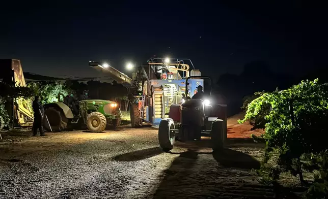 Workers operate farm machines at night to harvest wine grapes at Berryhill Family Vineyards in Clements, Calif., Sept. 10, 2026. (AP Photo/Terry Chea)