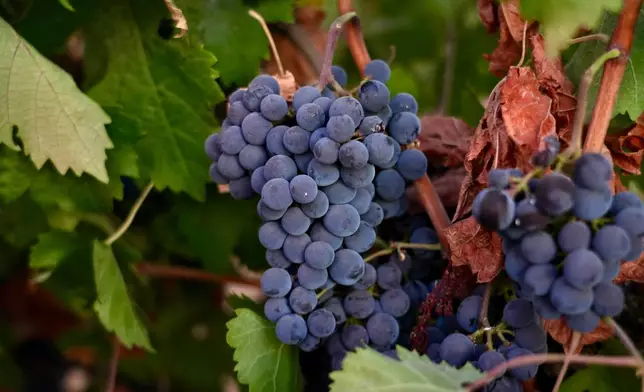 Merlot grapes hang on a vine at Berryhill Family Vineyards in Clements, Calif., Sept. 10, 2026. (AP Photo/Terry Chea)