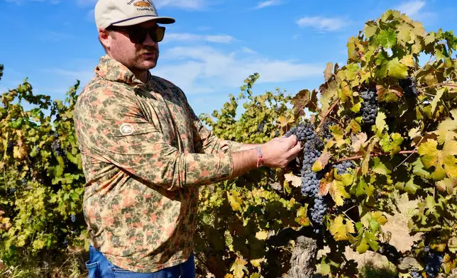 Kyle Collins, a manager at Allied Grape Growers, looks at wine grapes in an abandoned vineyard in Lodi, Calif., Sept. 10, 2026. (AP Photo/Terry Chea)
