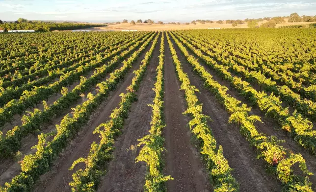 Unsold wine grapes line a vineyard at Berryhill Family Vineyards in Clements, Calif., Sept. 10, 2026. (AP Photo/Terry Chea)