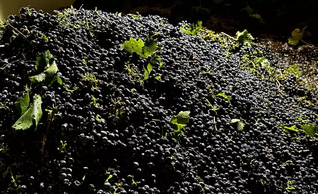 Freshly harvested grapes are piled in a storage container at Berryhill Family Vineyards in Clements, Calif., Sept. 10, 2026. (AP Photo/Terry Chea)