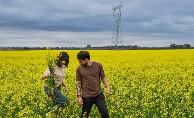 Ezequiel Romero and Camila Garcia walk after collecting a bouquet of rapeseed flowers in a field beside the highway in the town of Gobernador Castro, Buenos Aires Province, Argentina, Monday, Aug. 31, 2026. (AP Photo/Rodrigo Abd)