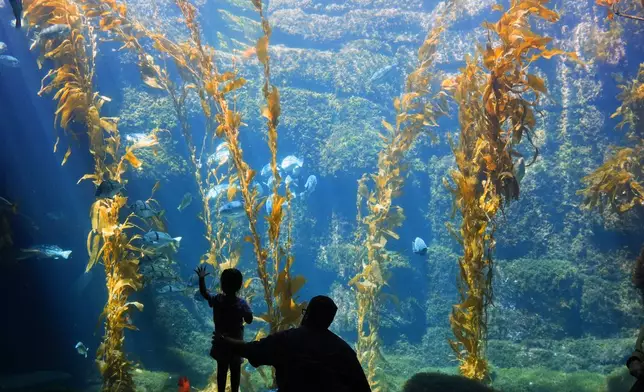 Azara Singh reaches out as she watches sea life with her father in the Birch Aquarium's California kelp forest habitat Wednesday, Sept. 2, 2026, in San Diego. (AP Photo/Gregory Bull)