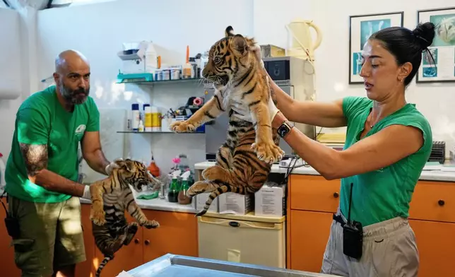 Two male two-month-old Sumatran tiger cubs receive their first vaccination and are microchipped at Attica Zoological Park near Athens, Greece, on Tuesday, Sept. 8, 2026, as part of an effort to build a backup population of the critically endangered species. (AP Photo/Thanassis Stavrakis)