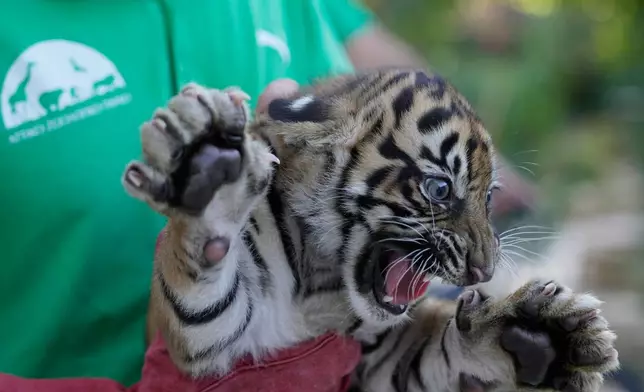 A two-month-old female Sumatran tiger cub growls after its first vaccination and microchipping at Attica Zoological Park near Athens, Greece, on Tuesday, Sept. 8, 2026, as part of an effort to build a backup population of the critically endangered species. (AP Photo/Thanassis Stavrakis)