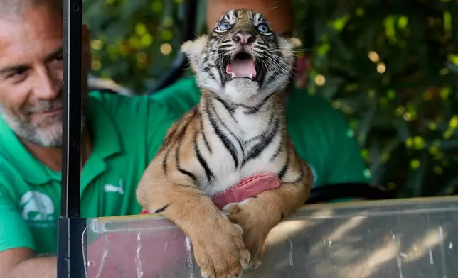 A two-month-old female Sumatran tiger cub observes the Attica Zoological Park near Athens, Greece, on Tuesday, Sept. 8, 2026, after its first vaccination and microchipping, as part of an effort to build a backup population of the critically endangered species. (AP Photo/Thanassis Stavrakis)