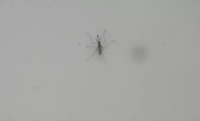 Mosquitoes are kept in a laboratory enclosure for research into mosquito-borne diseases at the Italian National Institute of Health in Rome, Friday, Sept. 18, 2026. (AP Photo/Gregorio Borgia)