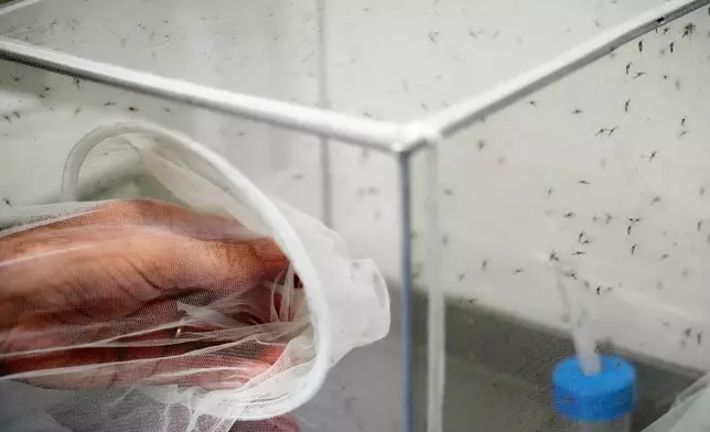 Francesco Severino, a senior researcher in medical entomology, places a net over a cage containing mosquitoes inside a laboratory at the Italian National Institute of Health in Rome, Friday, Sept. 18, 2026. (AP Photo/Gregorio Borgia)