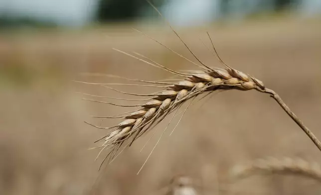 Unharvested wheat affected by extreme weather sits in a field Wednesday, July 29, 2026, in Beloit, Kan. (AP Photo/Joshua A. Bickel)