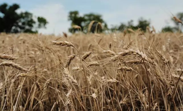 Unharvested wheat affected by extreme weather sits in a field Wednesday, July 29, 2026, in Beloit, Kan. (AP Photo/Joshua A. Bickel)