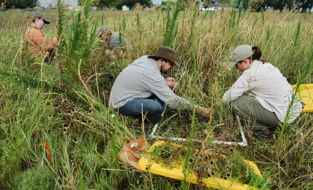 Kate Fitzsimmons, right and Jacob Barefoot, center, gather plant material from a Kernza research field Tuesday, July 28, 2026, at The Land Institute in Salina, Kan. (AP Photo/Joshua A. Bickel)