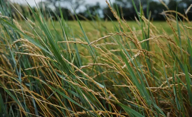 Perennial wheat grows in a research field Tuesday, July 28, 2026, at The Land Institute in Salina, Kan. (AP Photo/Joshua A. Bickel)