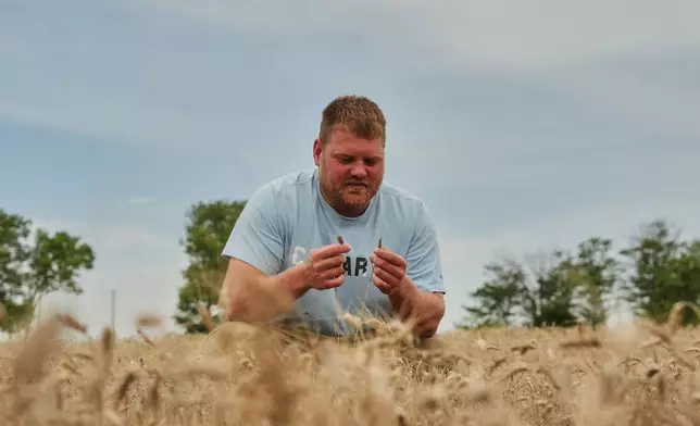 Bryce Black inspects two strands of weather-stressed wheat Wednesday, July 29, 2026, at his farm in Beloit, Kan. (AP Photo/Joshua A. Bickel)