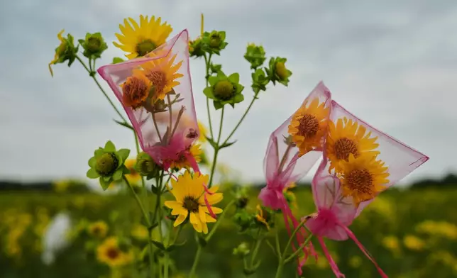 Mesh bags cover silflowers, an oilseed crop, after hand pollination in a research field Tuesday, July 28, 2026, at The Land Institute in Salina, Kan. (AP Photo/Joshua A. Bickel)