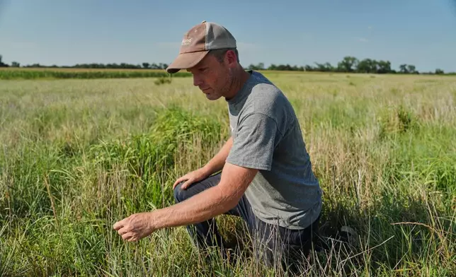 David Mueller kneels down in one of his Kernza fields Tuesday, July 28, 2026, at his farm in Halstead, Kan. (AP Photo/Joshua A. Bickel)