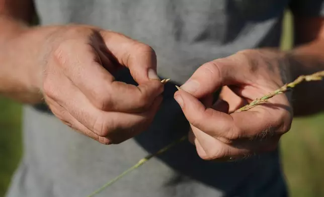 David Mueller pulls a Kernza seed out of its husk Tuesday, July 28, 2026, at his farm in Halstead, Kan. (AP Photo/Joshua A. Bickel)