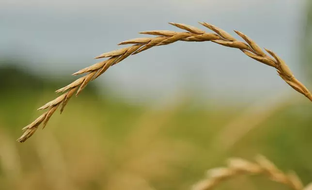 Perennial wheat grows in a research field Tuesday, July 28, 2026, at The Land Institute in Salina, Kan. (AP Photo/Joshua A. Bickel)