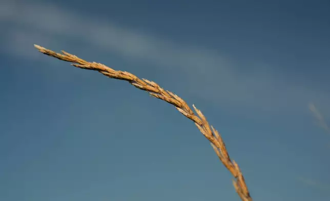 Kernza grows in a farm field Tuesday, July 28, 2026, in Halstead, Kan. (AP Photo/Joshua A. Bickel)