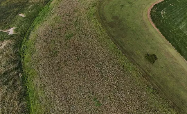 A field of Kernza, center, grows Tuesday, July 28, 2026, at a farm in Halstead, Kan. (AP Photo/Joshua A. Bickel)