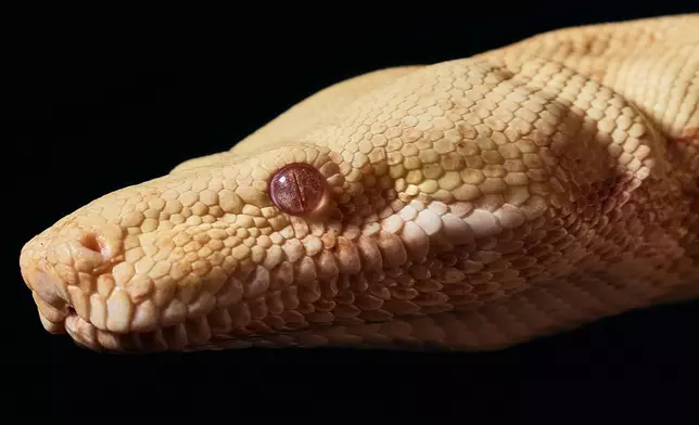A snake attends auditions to select a snake for a part in an adaptation of Mozart’s “Così fan tutte," at the Metropolitan Opera in New York, Friday, Aug. 28, 2026. (AP Photo/Andres Kudacki)