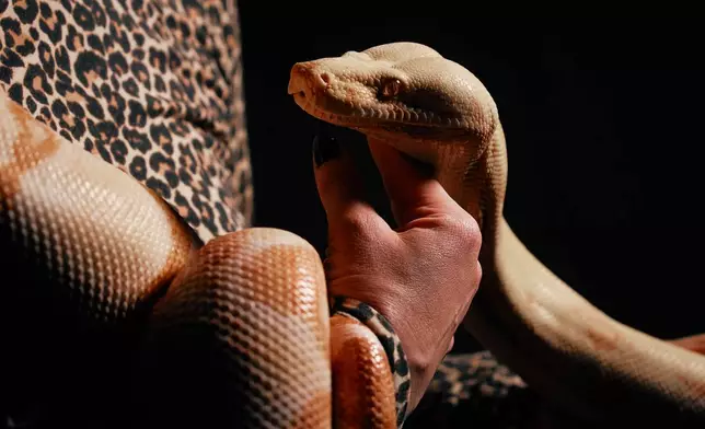 Performance artist Zoe Ziegfeld, who plays the part of a snake charmer, handles a snake during auditions to select a snake for a part in an adaptation of Mozart’s “Così fan tutte," at the Metropolitan Opera in New York, Friday, Aug. 28, 2026. (AP Photo/Andres Kudacki)