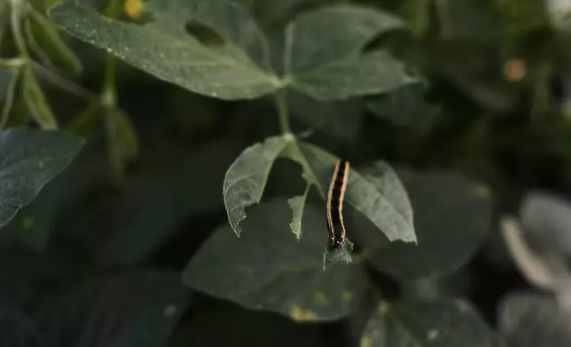 A caterpillar crawls on the leaf of a genetically-engineered soybean plant Tuesday, Sept. 1, 2026, at a research farm in Champaign, Ill. (AP Photo/Joshua A. Bickel) CORRECTS: Spelling of Champaign from Champagne