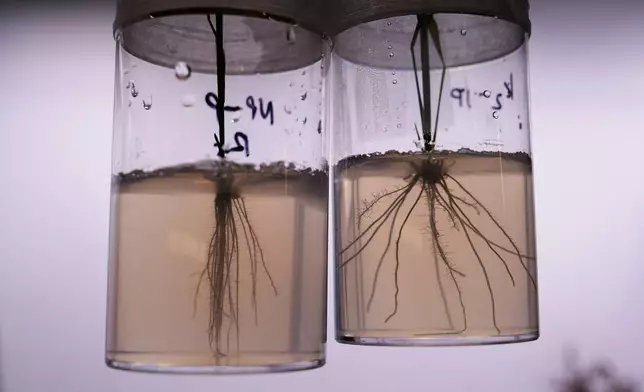Plants with contrasting root systems, genetically engineered, left, and not, are displayed at the Salk Institute for Biological Studies in La Jolla, Calif., Wednesday, Dec. 3, 2025. (AP Photo/Annika Hammerschlag)