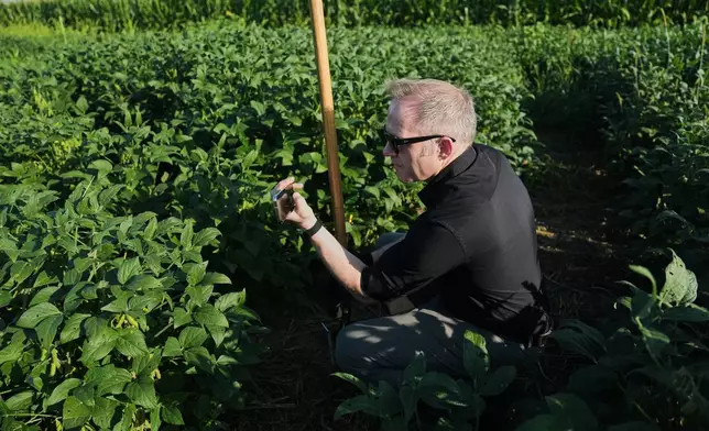 Wolfgang Busch, director of the Harnessing Plants Initiative at the Salk Institute, takes a photograph of genetically-engineered soybeans Tuesday, Sept. 1, 2026, at a research farm in Urbana, Ill. (AP Photo/Joshua A. Bickel)