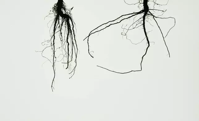 A genetically-engineered soybean root, left, which has roots that grow downward and with more root mass, is shown next to a conventional soybean root Tuesday, Sept. 1, 2026, at a research farm in Urbana, Ill. (AP Photo/Joshua A. Bickel)