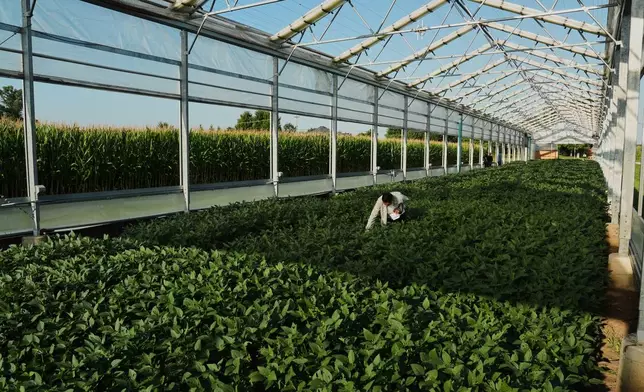 Ashish Rajurkar, a research scientist at the Salk Institute, examines a greenhouse of genetically-engineered soybeans Tuesday, Sept. 1, 2026, at a research farm in Champaign, Ill. (AP Photo/Joshua A. Bickel)