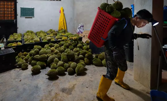 Workers unload durians at a durian farm collection point early morning in Karak, Pahang state in Malaysia, Tuesday, June 23, 2026. (AP Photo/Vincent Thian)