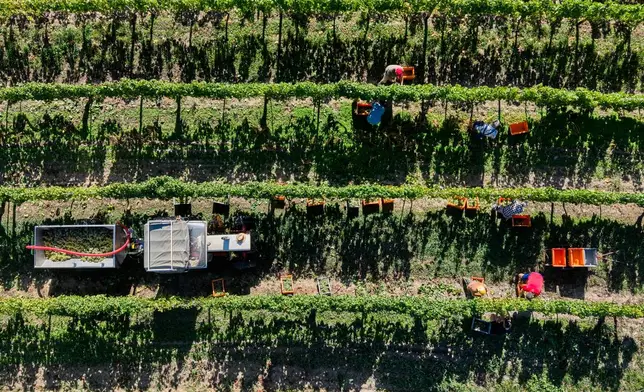 People harvest grapes in a vineyard above the river Rhine in Bacharach, Germany, Tuesday, Sept. 15, 2026. (AP Photo/Michael Probst)