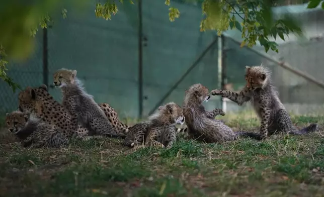 Newly born cheetah quintuplets play by their mother, Daenerys, at their enclosure at the zoo in Prague, Czech Republic, Friday, Sept. 25, 2026. (AP Photo/Petr David Josek)