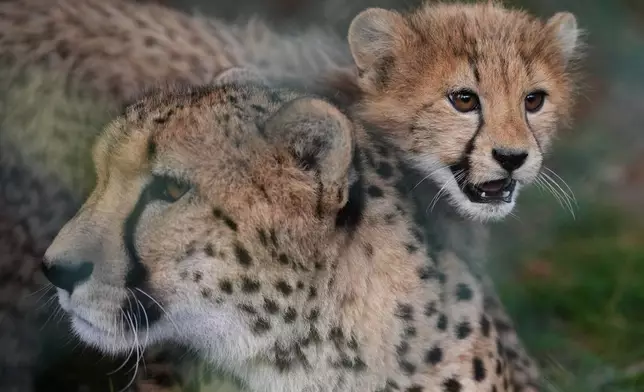 One of the newly born cheetah quintuplets walks by its mother, Daenerys, at their enclosure at the zoo in Prague, Czech Republic, Friday, Sept. 25, 2026. (AP Photo/Petr David Josek)